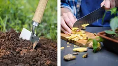 Bananenschalen wirken im Garten wahre Wunder – ein einfacher Trick, um Pflanzen zu düngen