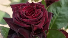 Diese Rosen verschönern jeden Garten: Die 5 schönsten und pflegeleichtesten Sorten