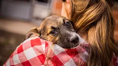Das Geheimnis der Hundeliebe: Wie ein Vierbeiner seinen Lieblingsmenschen im Haushalt auswählt