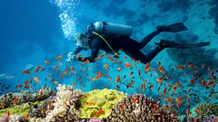 Unterwassergeheimnisse: 6 Orte, die Taucher aus aller Welt 2026 besuchen möchten