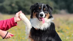 Vom Chaos zur Disziplin: So wird das Hundetraining zum Fest für Ihren Hund