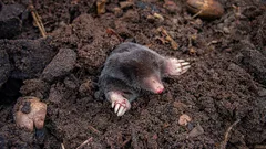 Zum Kochen bringen und ins Loch giessen – Maulwürfe verschwinden sofort vom Grundstück